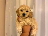 Dünyalar Tatlısı Maltipoo Yavrularımız