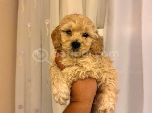 Dünyalar tatlısı maltipoo yavrularımız