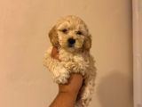 Dünyalar Tatlısı Maltipoo Yavrularımız