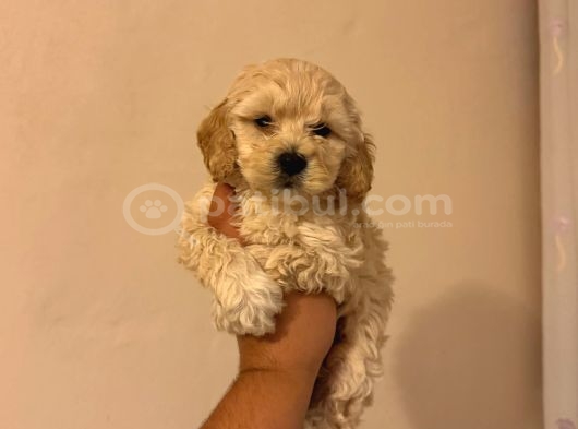 Dünyalar Tatlısı Maltipoo Yavrularımız görsel