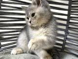 Tatlı Minik Bebek Kediş