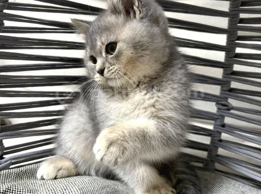 Tatlı Minik Bebek Kediş görsel