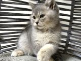 Tatlı Minik Bebek Kediş
