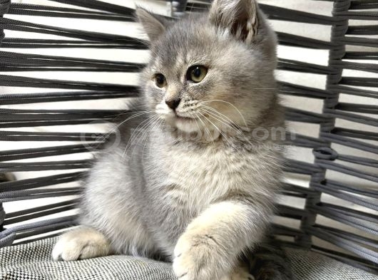 Tatlı Minik Bebek Kediş görsel