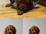 2 Aylık Toy Poodle Yavruları