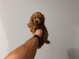 2 Aylık Toy Poodle Yavruları