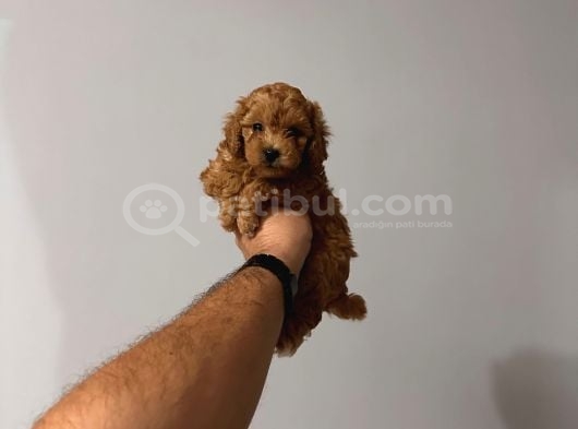2 Aylık Toy Poodle Yavruları görsel