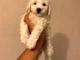 Toy Poodle Tadında Kıvırcık Beyaz Maltipoo Yavrumuz