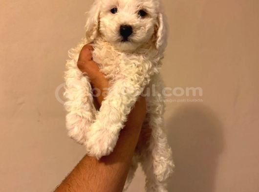 Toy poodle tadında kıvırcık beyaz maltipoo yavrumuz