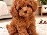 Türkiyenin En Güzel Core Toy Poodle Bebekleri