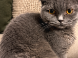 Erkek Scottish Fold