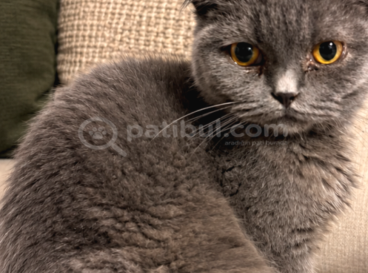 Erkek Scottish Fold görsel