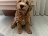 Tekirdağ Toy Poodle Yavrumuz Yeni Yuvasını Arıyor