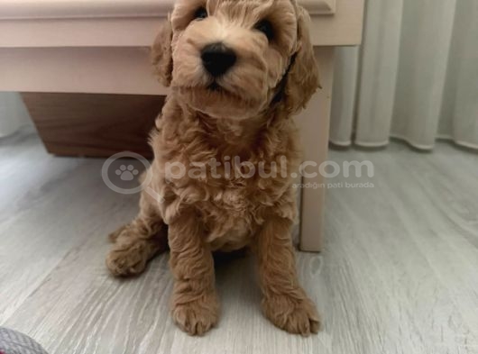 Tekirdağ Toy Poodle Yavrumuz Yeni Yuvasını Arıyor görsel
