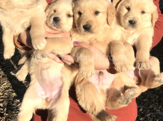 Golden Retriever