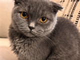Erkek Scottish Fold