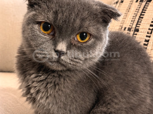 Erkek Scottish Fold görsel
