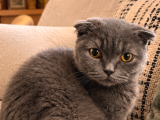 Erkek Scottish Fold