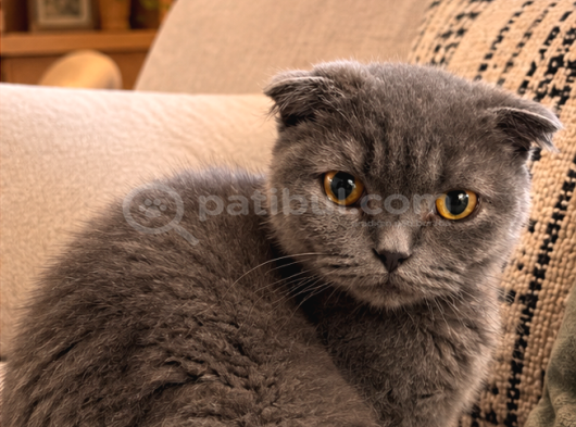 Erkek Scottish Fold