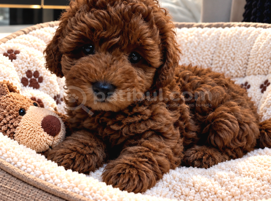 Orjinal Poodle Yavrularıimız
