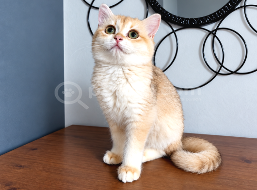 British Golden Shorthair - By 12 - Dişi - 3 Aylık