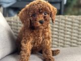 Toy Poodle Garanti̇li̇ Yavrularimiz