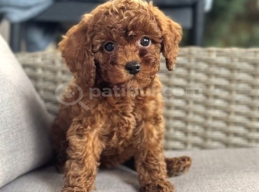 Toy Poodle Garantili Yavrularımız