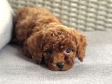 Toy Poodle Garanti̇li̇ Yavrularimiz