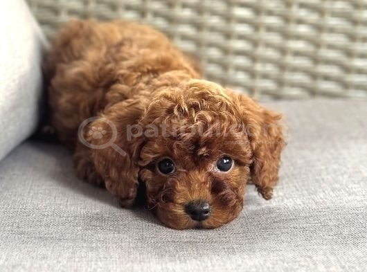 Toy Poodle Garanti̇li̇ Yavrularimiz görsel