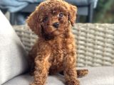 Toy Poodle Garanti̇li̇ Yavrularimiz