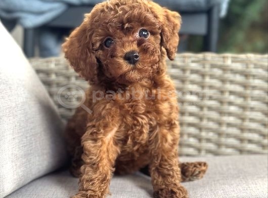 Toy Poodle Garanti̇li̇ Yavrularimiz görsel