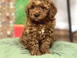 Kore Suratli Poodle Yavrularimiz