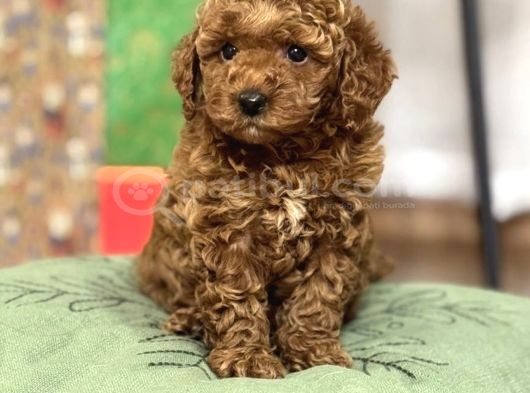 Kore Suratlı Poodle Yavrularımız