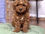 Kore Suratli Poodle Yavrularimiz
