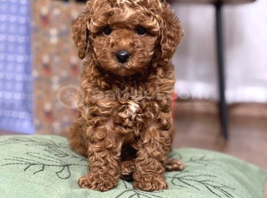 Kore Suratli Poodle Yavrularimiz görsel