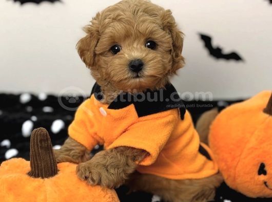 Kore Maltipoo Yavrularımız