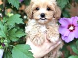 Safkan Malti̇poo Yavrumuz Gofri̇k