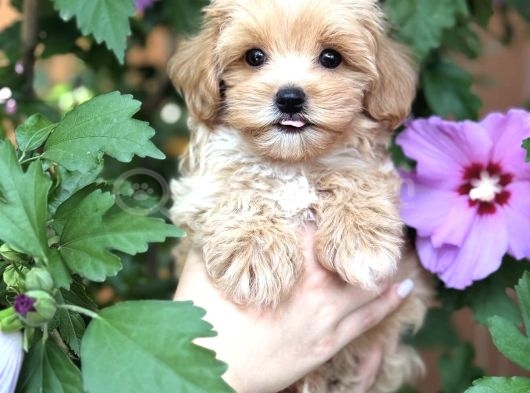 Safkan Malti̇poo Yavrumuz Gofri̇k görsel