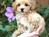 Safkan Malti̇poo Yavrumuz Gofri̇k