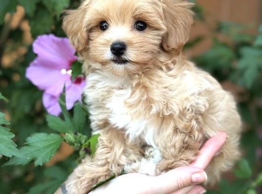 Safkan Malti̇poo Yavrumuz Gofri̇k görsel