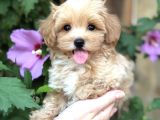 Safkan Malti̇poo Yavrumuz Gofri̇k
