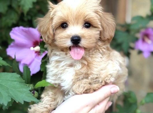 Safkan Maltipoo Yavrumuz Gofrik