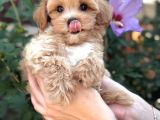 Safkan Malti̇poo Yavrumuz Gofri̇k