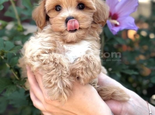 Safkan Malti̇poo Yavrumuz Gofri̇k görsel