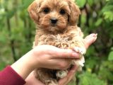 Şeker Malti̇poo Yavrularimiz