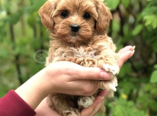 Şeker Maltipoo Yavrularımız