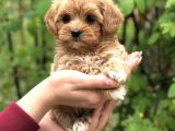 Şeker Malti̇poo Yavrularimiz