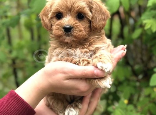 Şeker Malti̇poo Yavrularimiz görsel
