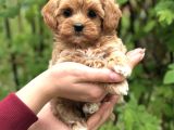 Şeker Malti̇poo Yavrularimiz