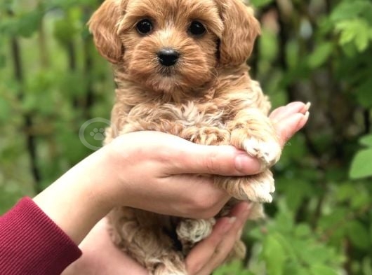 Şeker Malti̇poo Yavrularimiz görsel